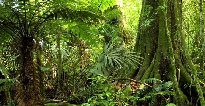 La informática llega a la jungla